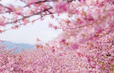 你知道去日本高中留学都有哪些好处吗？