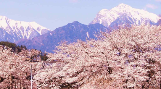 去日本高中留学申请填报几所合适？（内附择校指南）