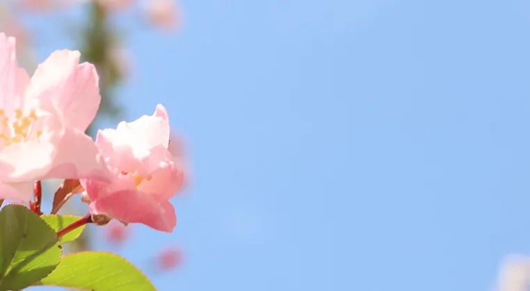 为什么学生要晚一年才能去日本读高中？