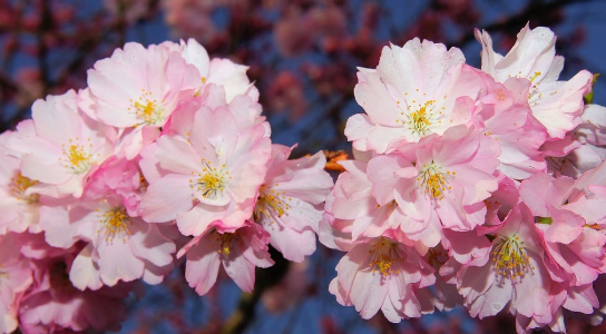 滋庆为您整理了关于中学生去日本留学注意事项的几个方面